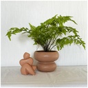 Coupe Organic en céramique terracotta contenant une plante verte, mise en scène dans un intérieur naturel et raffiné - Dakar, Sénégal
