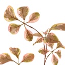 Tige fleur artificielle beech leaf rose, Dakar Sénégal;