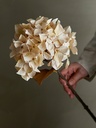 Tige d'hortensia, Nature, Fleurs artificielles