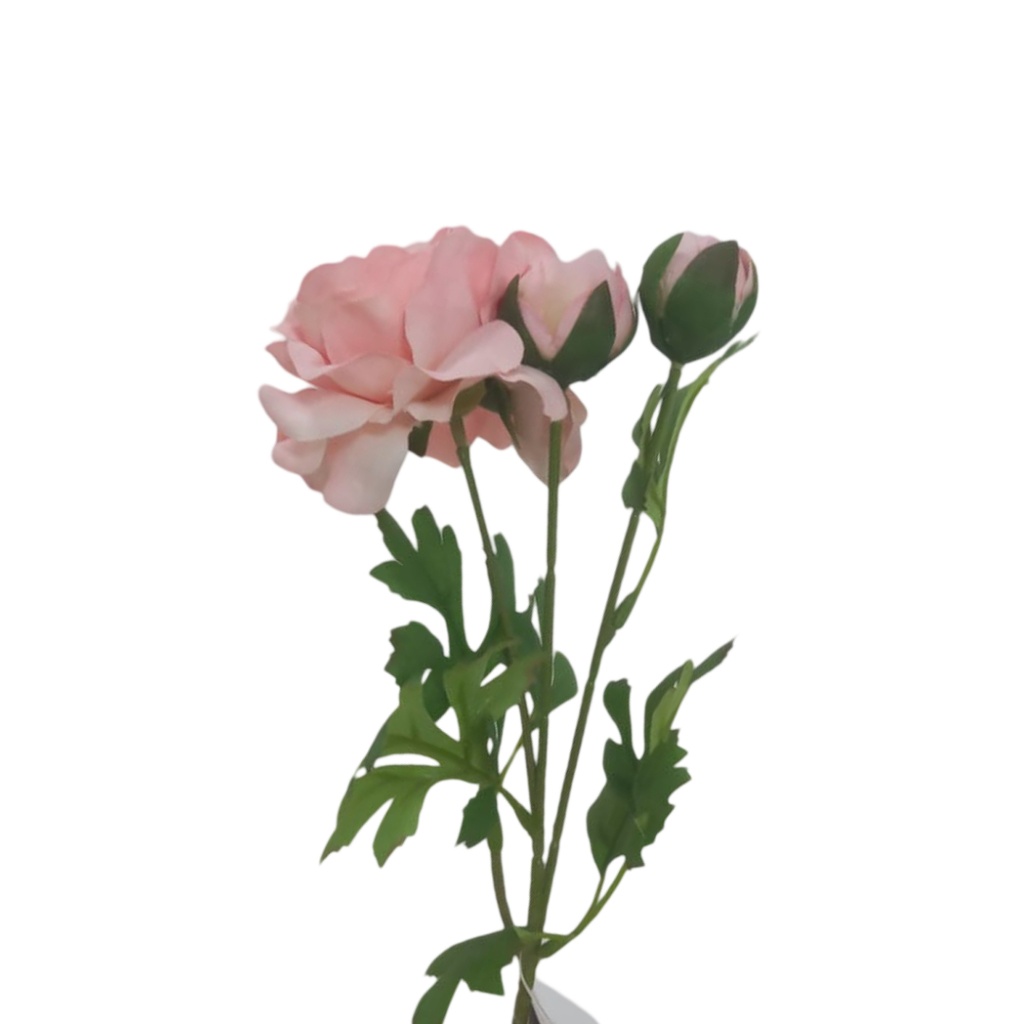 Fleur Renoncule rose