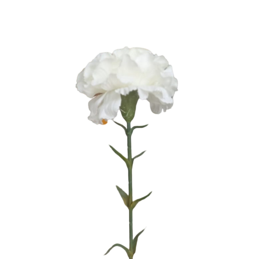Fleur Œillet blanc