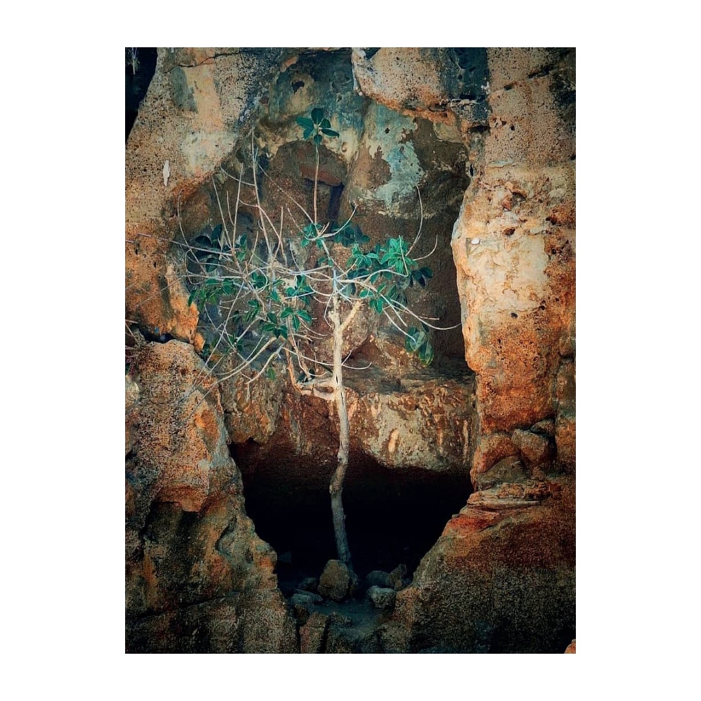 Tableau artistique enracine sans cadre 29,7X42,7