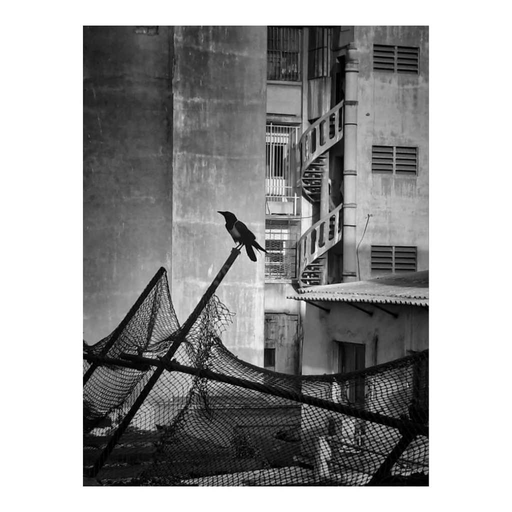 Tableau noir et blanc le corbeau sans cadre 40x60