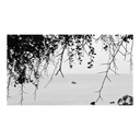 Tableau noir et blanc derrière les feuillages sans cadre 40x60